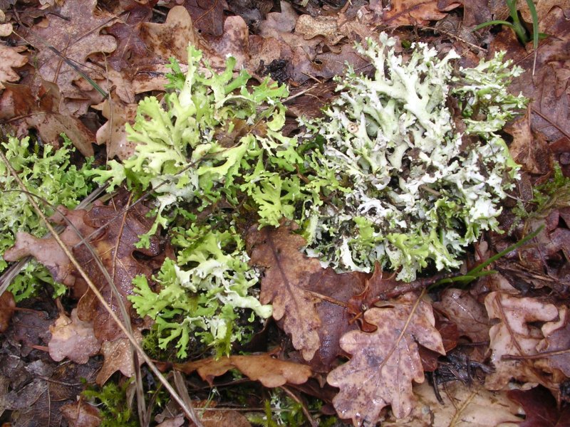 Cladonia convoluta - Parmelia sp.